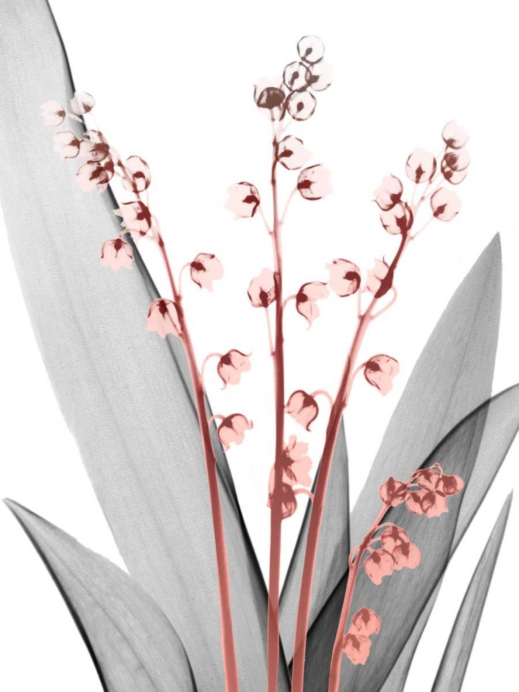 Lily of the Blush 2 art print by Albert Koetsier for $57.95 CAD