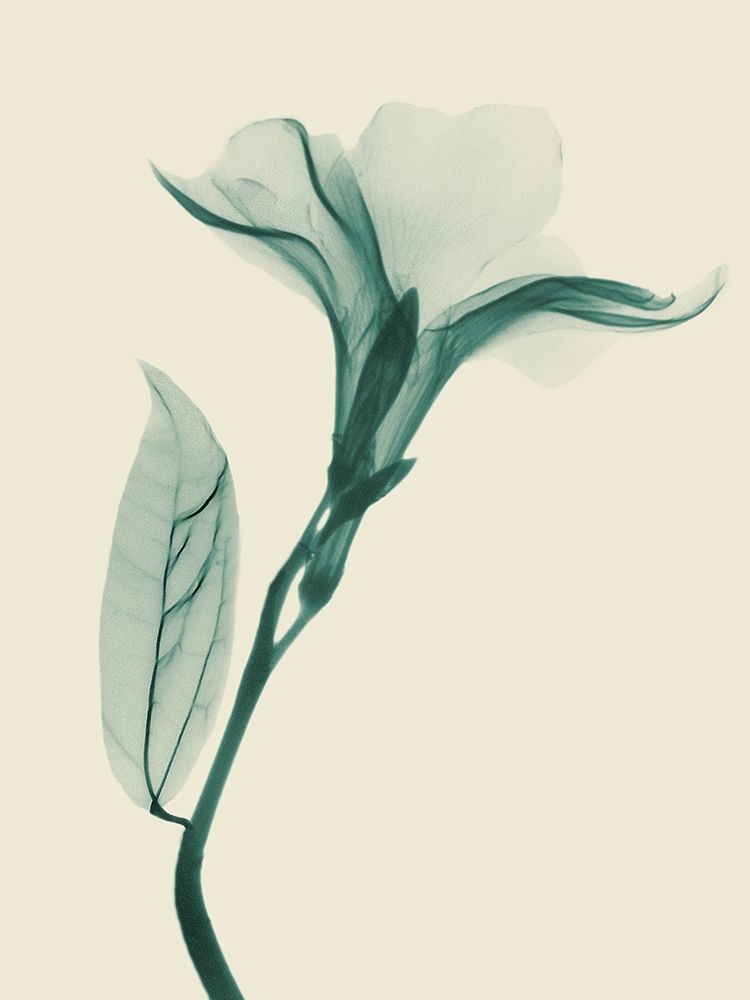 Lucky Oleander 1 art print by Albert Koetsier for $57.95 CAD