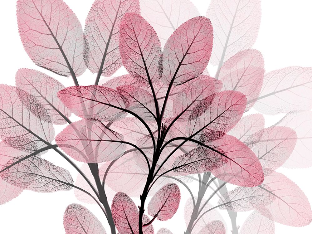 Magenta Embrace 1 art print by Albert Koetsier for $57.95 CAD