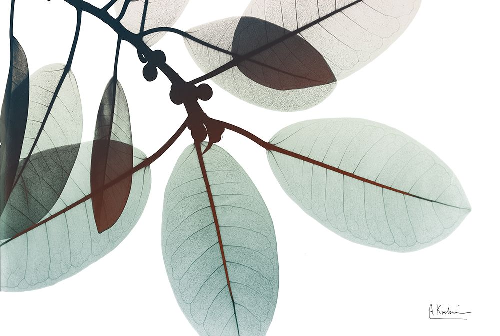 Desirable Involucrata 1 art print by Albert Koetsier for $57.95 CAD