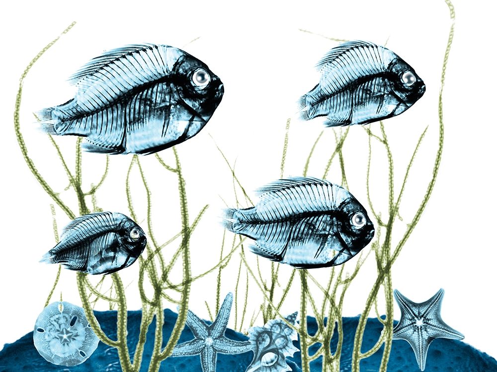 Aquatic Home 1 art print by Albert Koetsier for $57.95 CAD