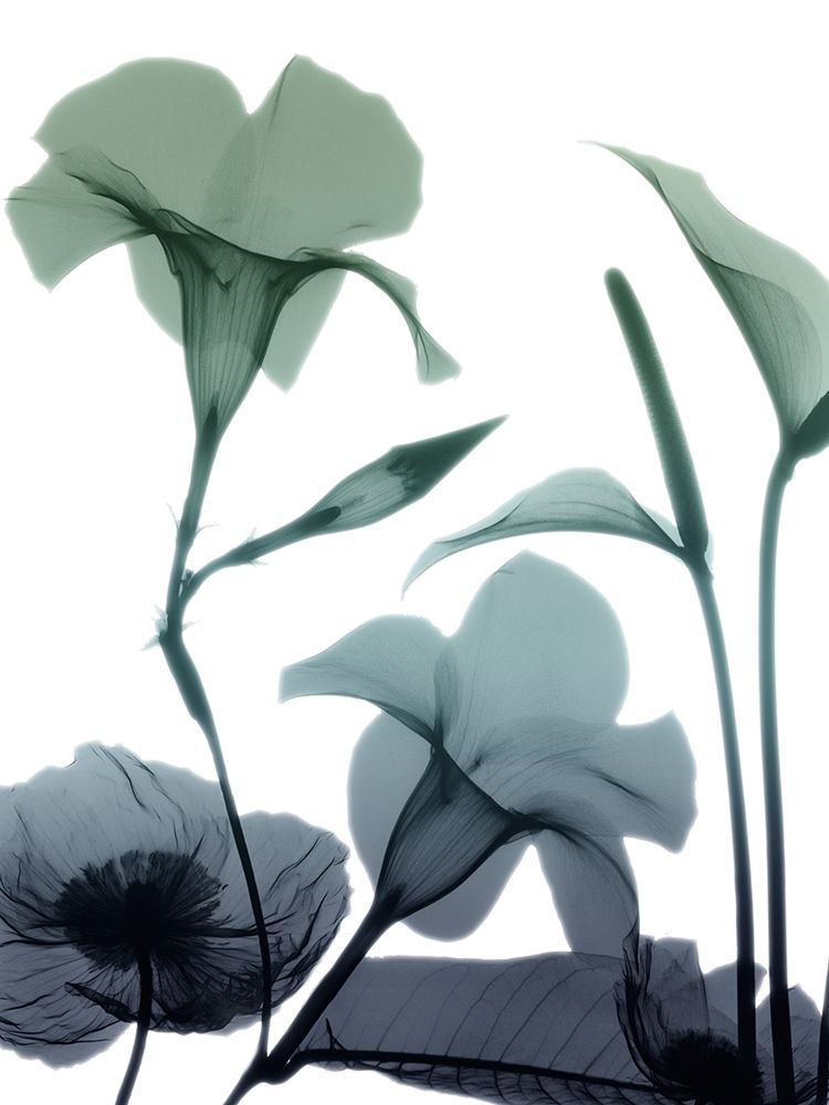 Mystic Bloom 1 art print by Albert Koetsier for $57.95 CAD