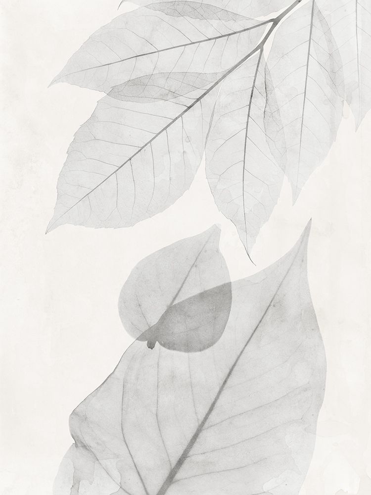Distilled Botanicals 2 art print by Albert Koetsier for $57.95 CAD