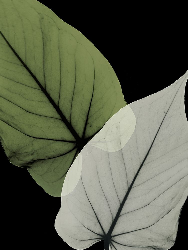 Philodendron Embrace 1 art print by Albert Koetsier for $57.95 CAD