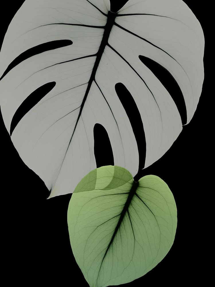 Botanical Embrace 1 art print by Albert Koetsier for $57.95 CAD