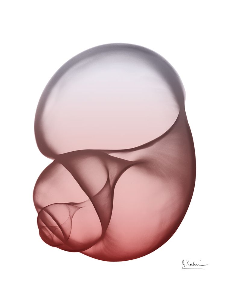 Coral Snail 1 art print by Albert Koetsier for $57.95 CAD
