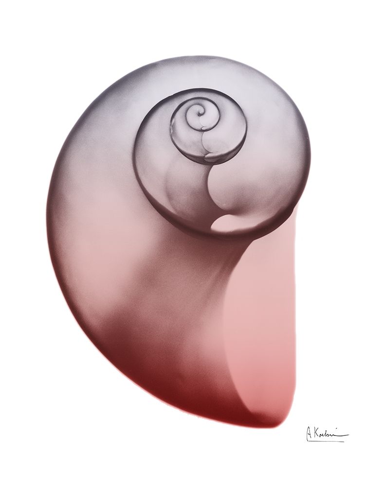 Coral Snail 2 art print by Albert Koetsier for $57.95 CAD