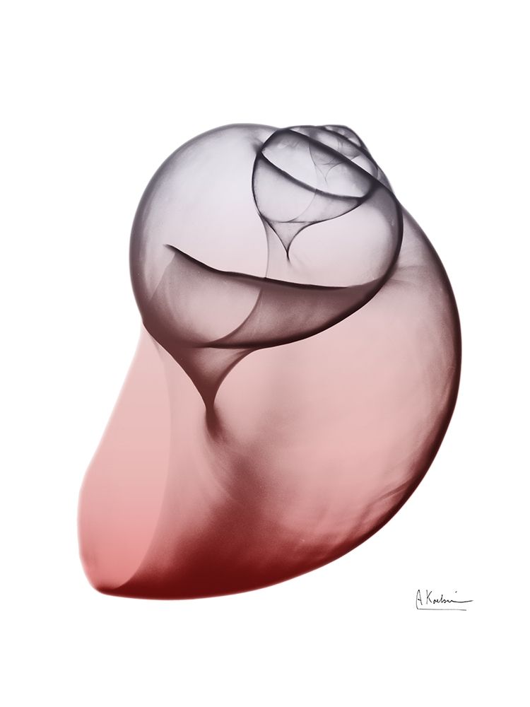 Coral Snail 3 art print by Albert Koetsier for $57.95 CAD