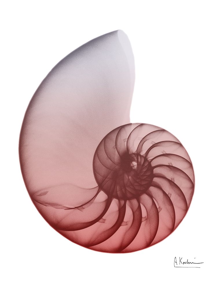 Coral Snail 4 art print by Albert Koetsier for $57.95 CAD
