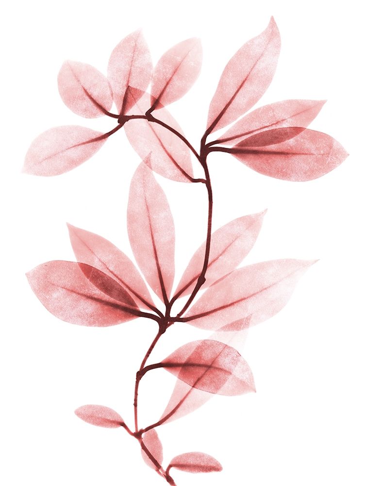 Coral Wonder 1 art print by Albert Koetsier for $57.95 CAD