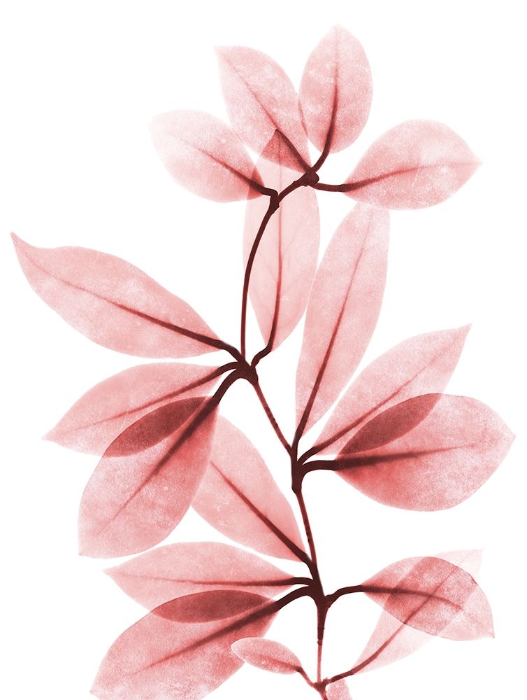 Coral Wonder 2 art print by Albert Koetsier for $57.95 CAD