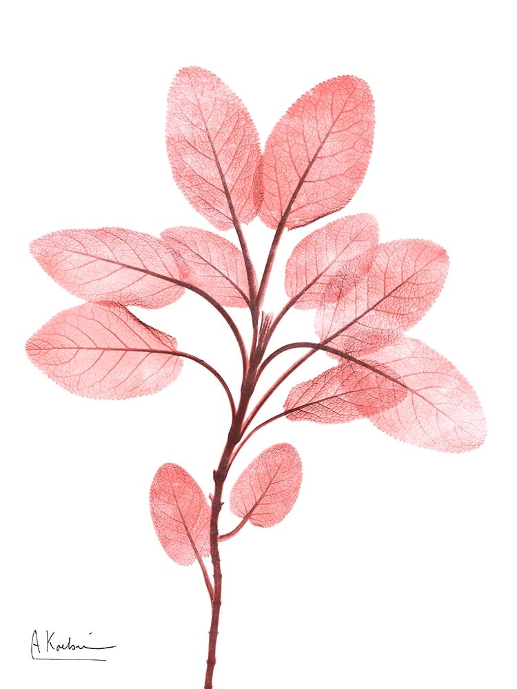 Coral Wonder 3 art print by Albert Koetsier for $57.95 CAD