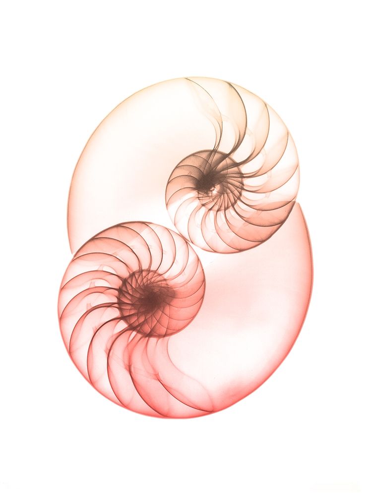 Sunset Shell 1 art print by Albert Koetsier for $57.95 CAD