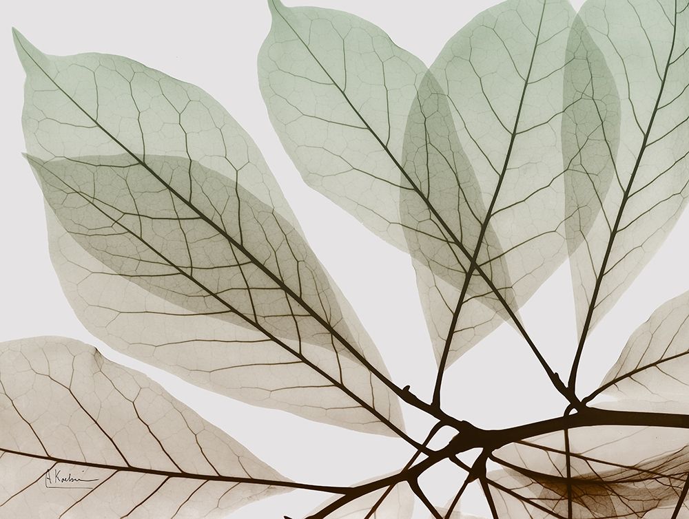 Earthy Magnolia art print by Albert Koetsier for $57.95 CAD