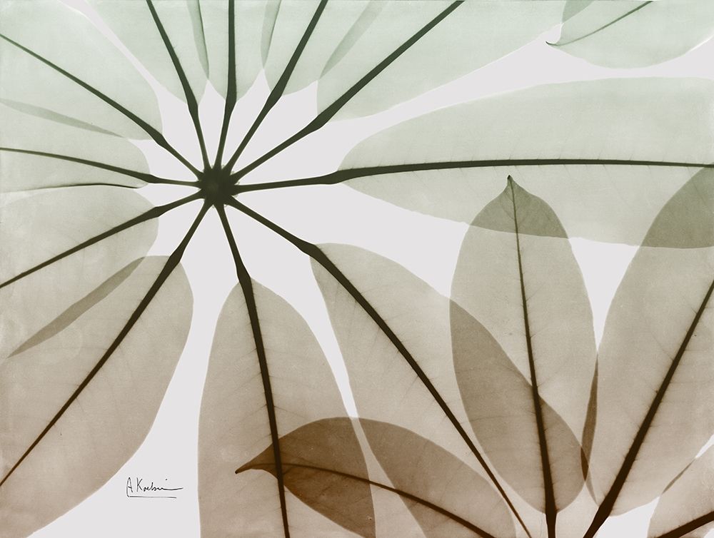 Earthy Brassai art print by Albert Koetsier for $57.95 CAD