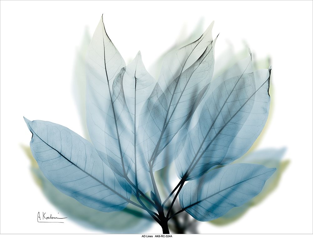 Focused Ficus Virens art print by Albert Koetsier for $57.95 CAD