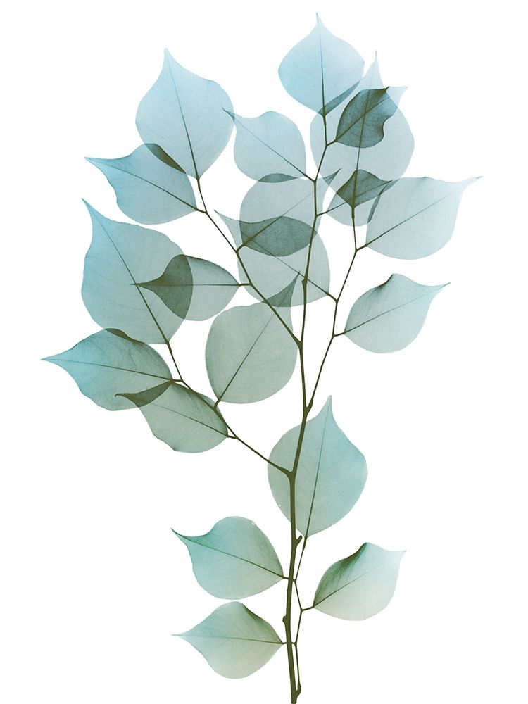 Vibrant Dalbersia 1 art print by Albert Koetsier for $57.95 CAD