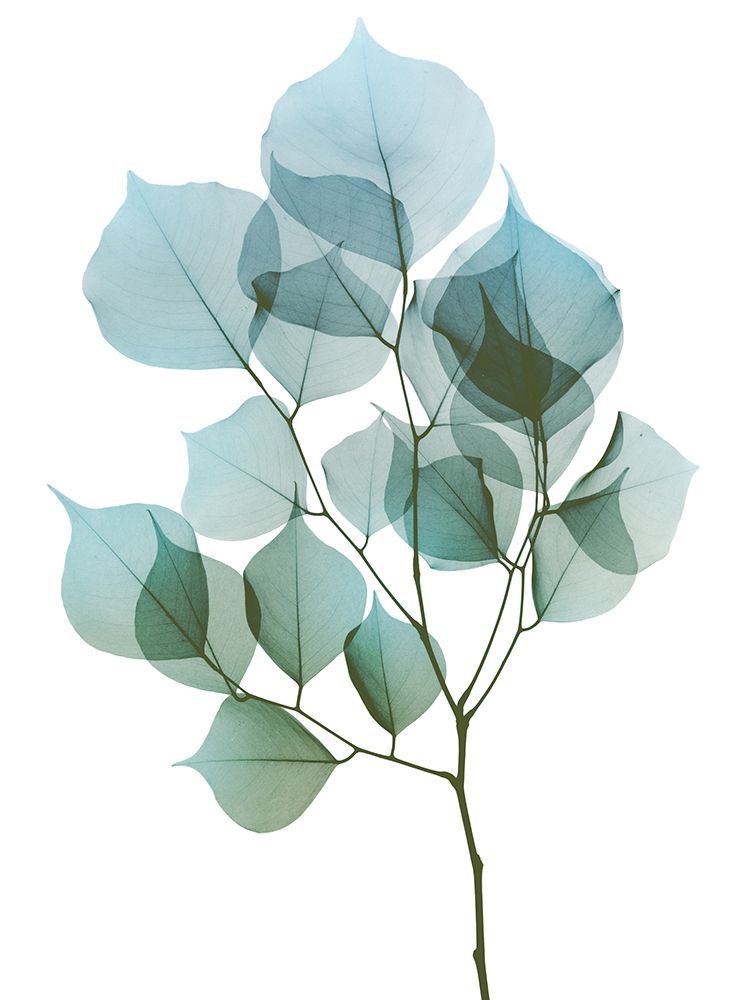 Vibrant Dalbersia 2 art print by Albert Koetsier for $57.95 CAD