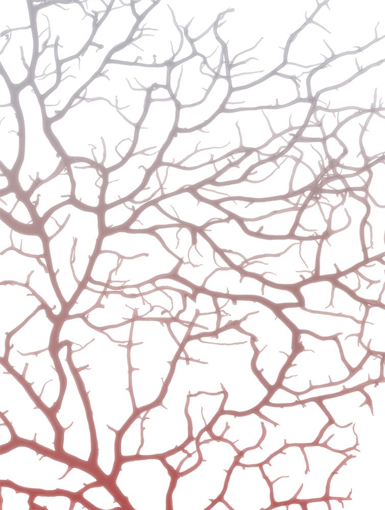 Coral Sea Fan 1 art print by Albert Koetsier for $57.95 CAD