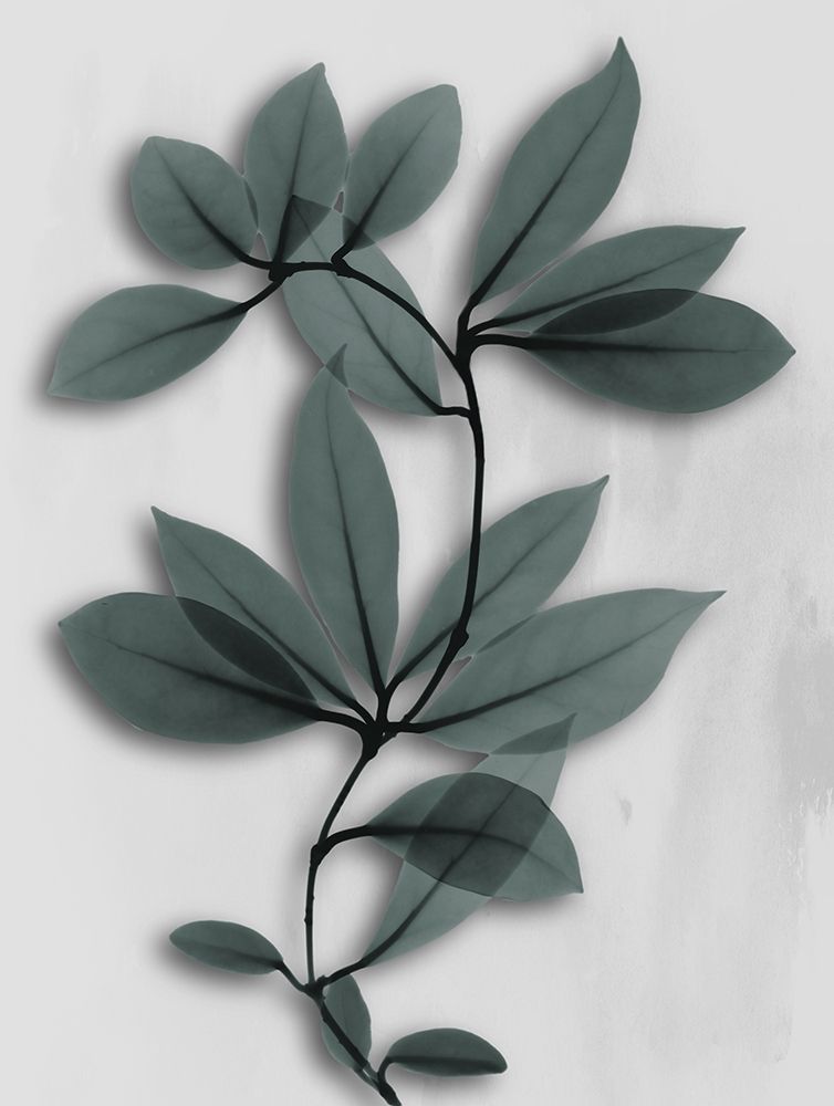 Silver Pine Wonder 1 art print by Albert Koetsier for $57.95 CAD