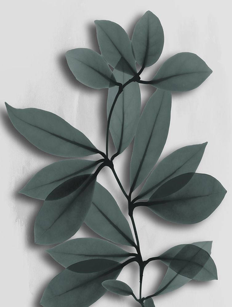 Silver Pine Wonder 2 art print by Albert Koetsier for $57.95 CAD