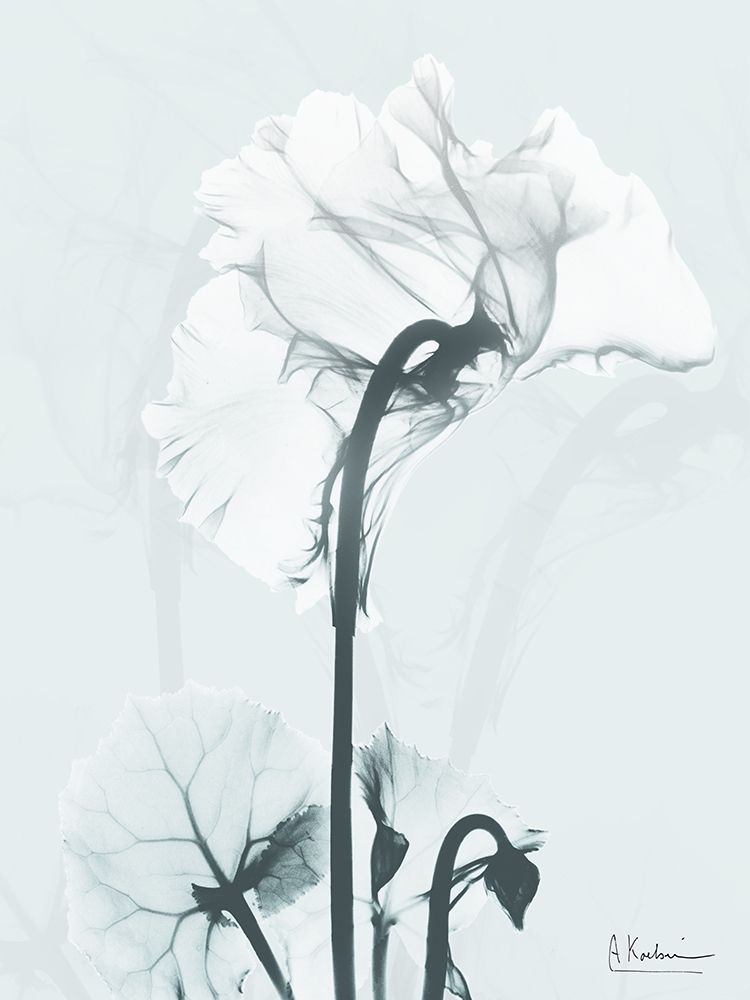 Desired Cyclamen 1 art print by Albert Koetsier for $57.95 CAD