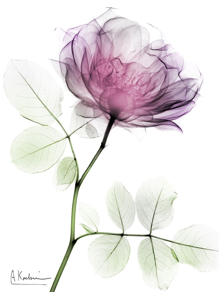 Rose Dynasty 1 art print by Albert Koetsier for $57.95 CAD