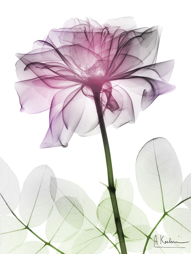 Rose Dynasty 2 art print by Albert Koetsier for $57.95 CAD