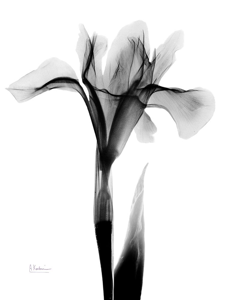 Expressed Iris art print by Albert Koetsier for $57.95 CAD