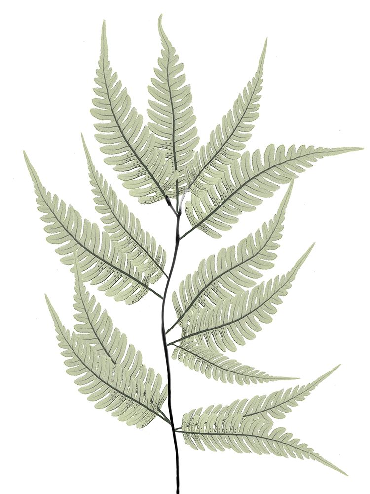 Fern Tree art print by Albert Koetsier for $57.95 CAD