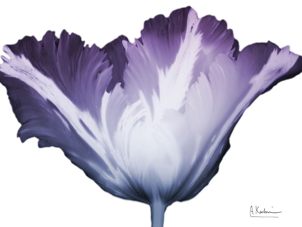 Radiant Blossom 1 art print by Albert Koetsier for $57.95 CAD