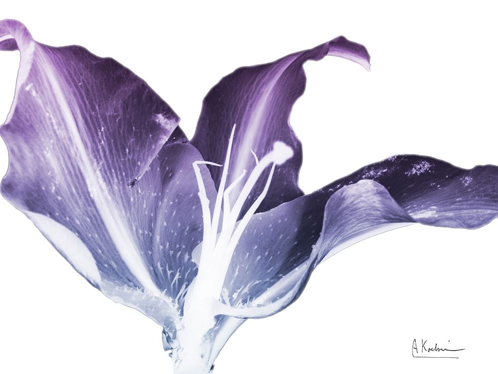 Radiant Blossom 2 art print by Albert Koetsier for $57.95 CAD