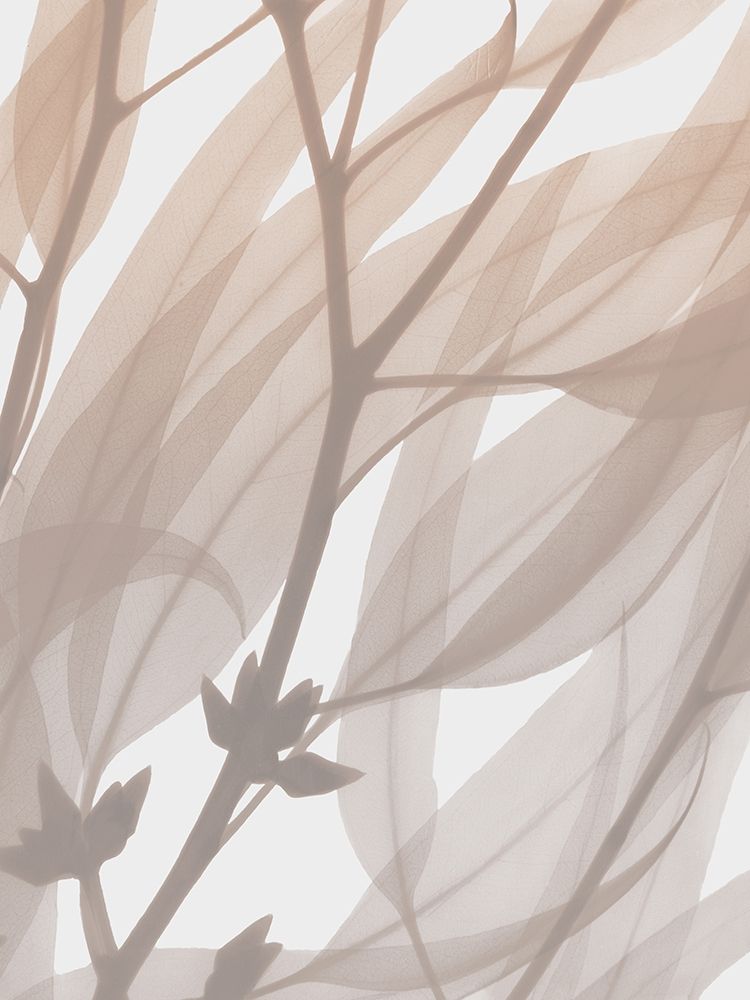 Desert Passion 1 art print by Albert Koetsier for $57.95 CAD