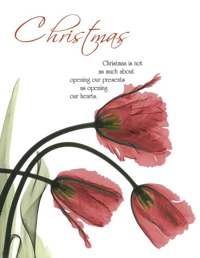 Christmas Tulips 1 art print by Albert Koetsier for $57.95 CAD