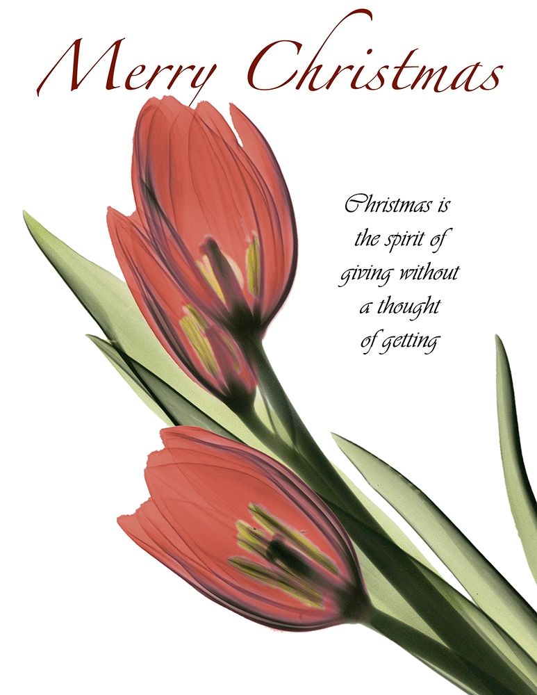 Christmas Tulips 2 art print by Albert Koetsier for $57.95 CAD