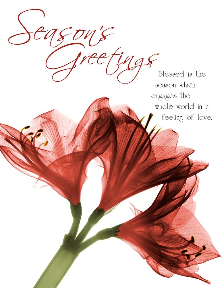 Holiday Amaryllis 1 art print by Albert Koetsier for $57.95 CAD