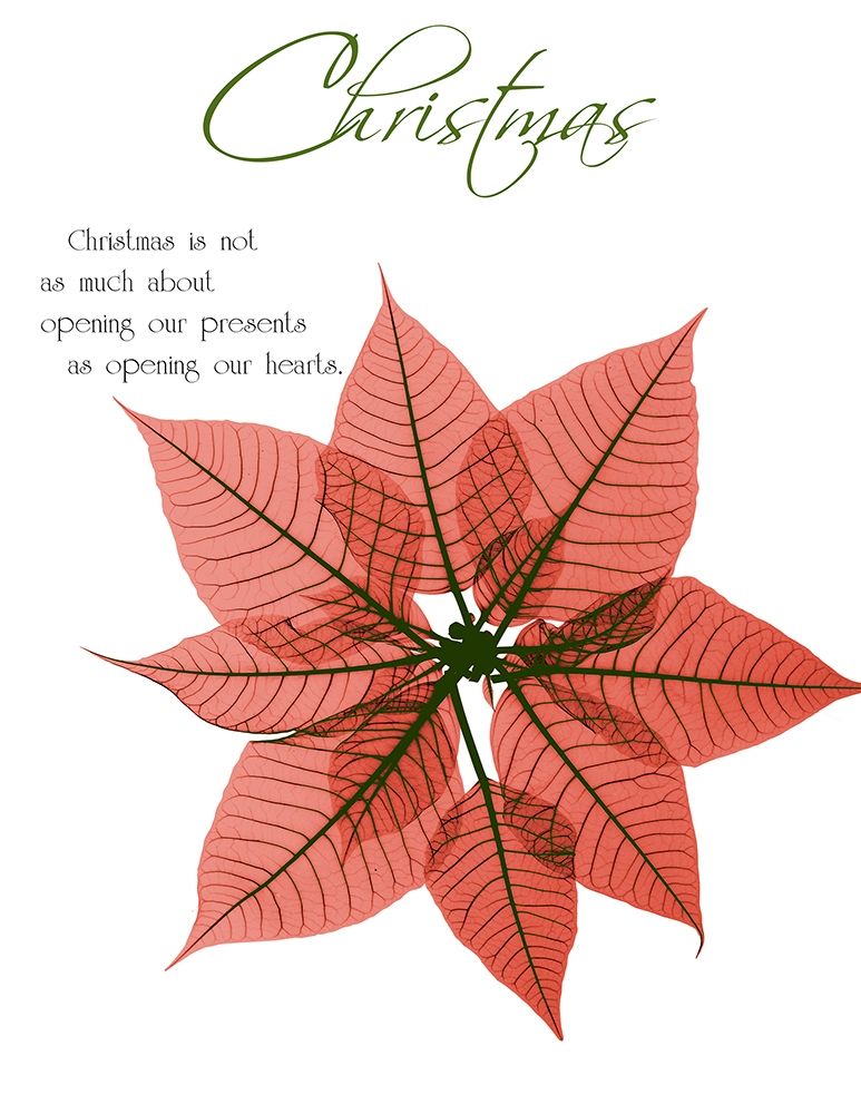 Seasonal Poinsettia 1 art print by Albert Koetsier for $57.95 CAD