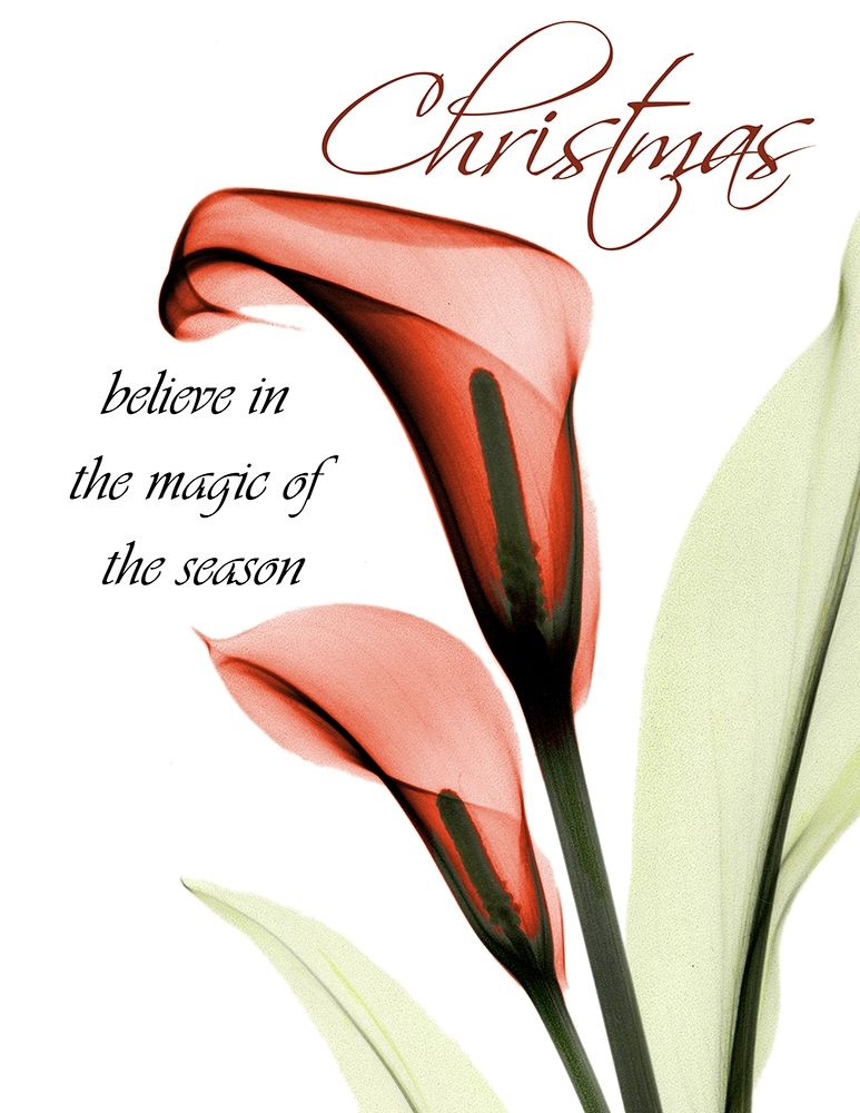 Christmas Calla Lily art print by Albert Koetsier for $57.95 CAD