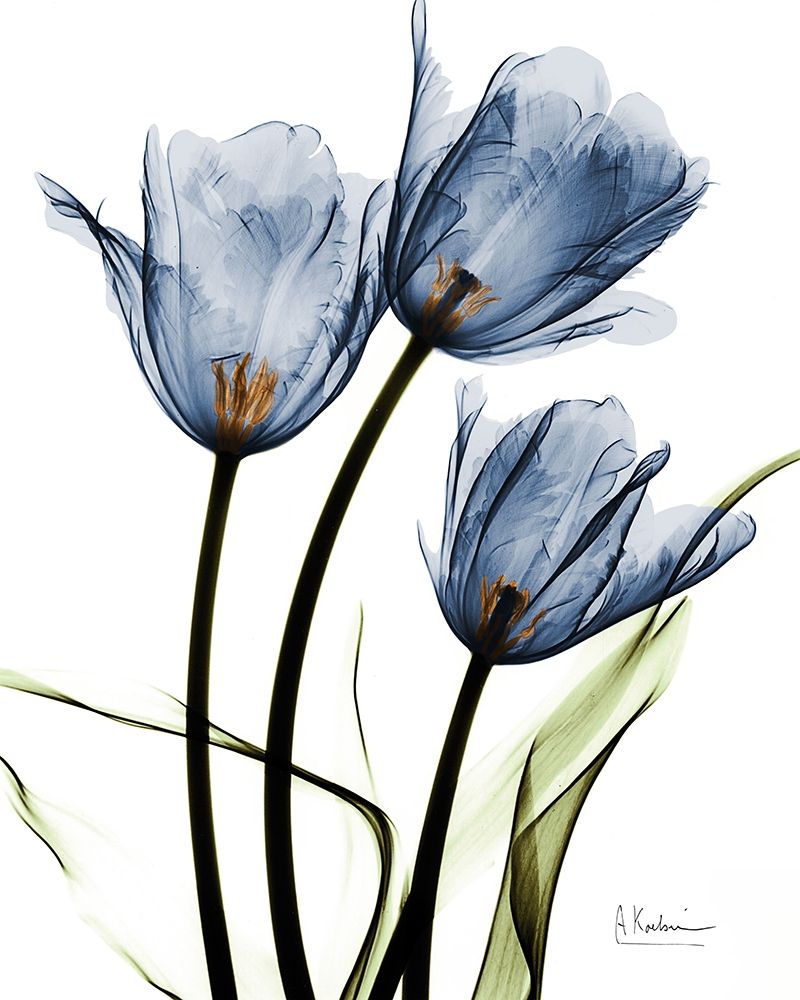 Indigo Infused Tulips art print by Albert Koetsier for $57.95 CAD