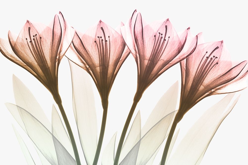 Dazzling Tulips art print by Albert Koetsier for $57.95 CAD