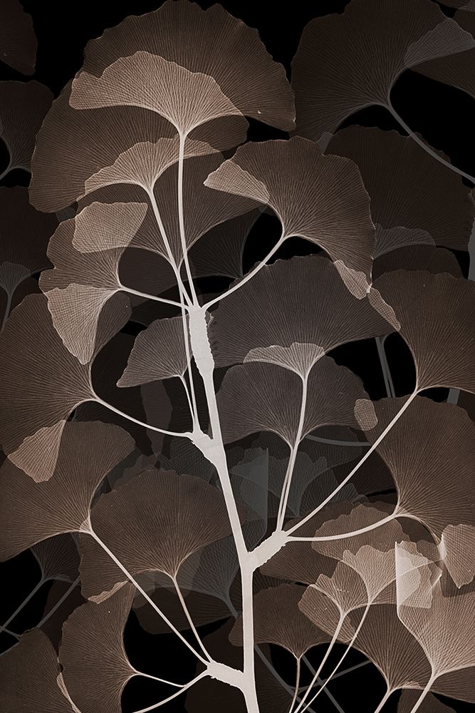 Cocoa Ginko 1 art print by Albert Koetsier for $57.95 CAD
