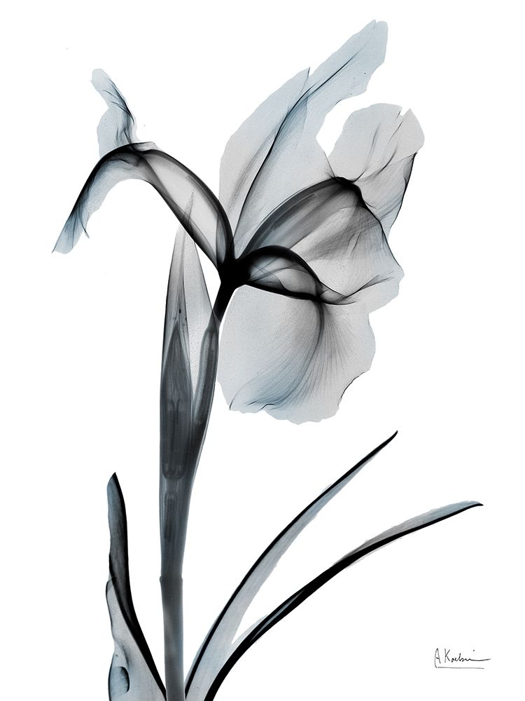 Ombre Sea Salt Iris 2 art print by Albert Koetsier for $57.95 CAD