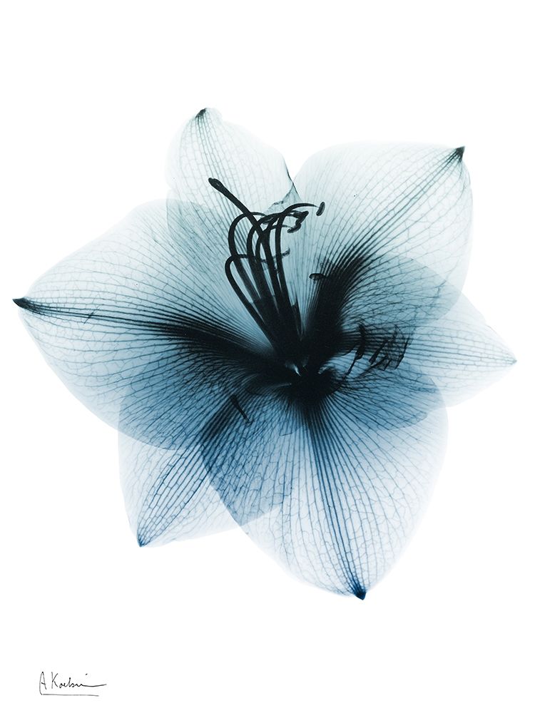 Glacial Amaryllis 1 RC art print by Albert Koetsier for $57.95 CAD