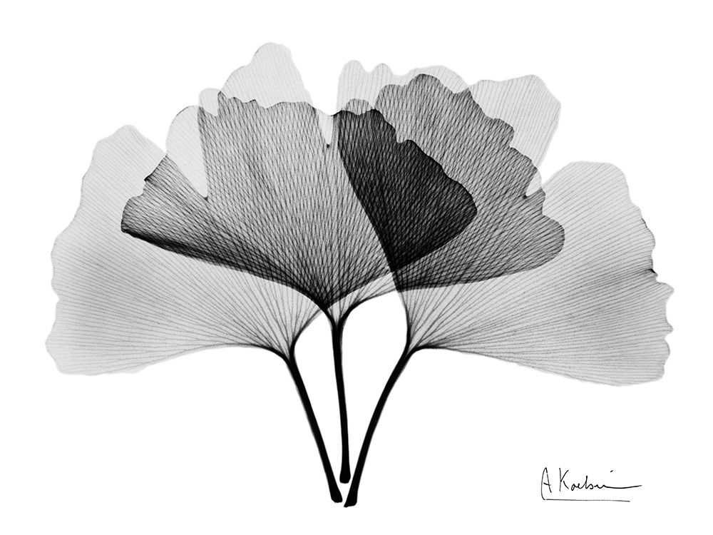 Inverted Ginko 2 art print by Albert Koetsier for $57.95 CAD