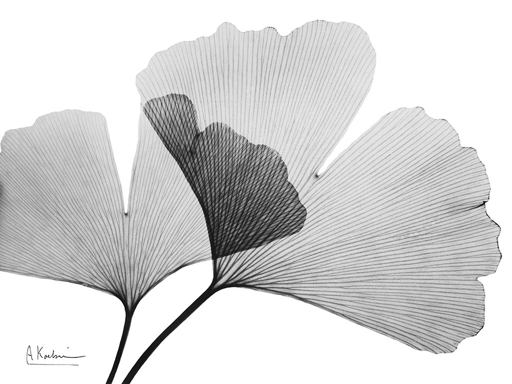 Inverted Ginko 3 art print by Albert Koetsier for $57.95 CAD