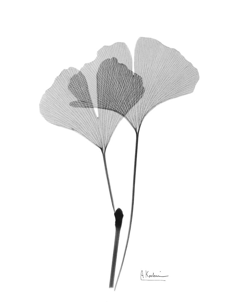 Inverted Ginko 4 art print by Albert Koetsier for $57.95 CAD