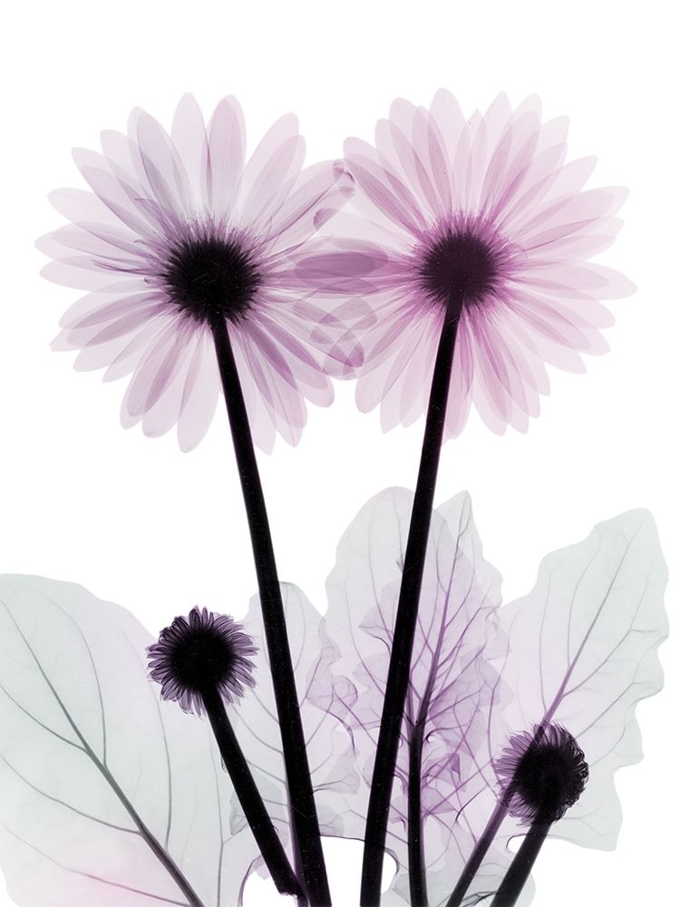Gerbera-B23-Color art print by Albert Koetsier for $57.95 CAD