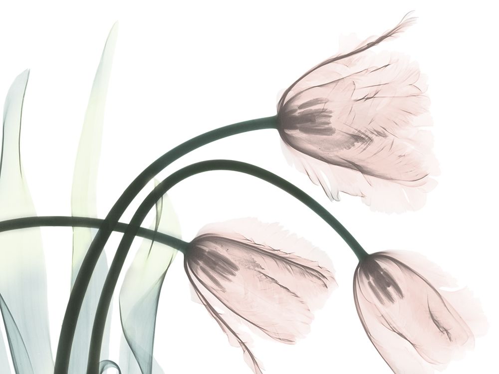 Refreshing Bloomed 1 art print by Albert Koetsier for $57.95 CAD