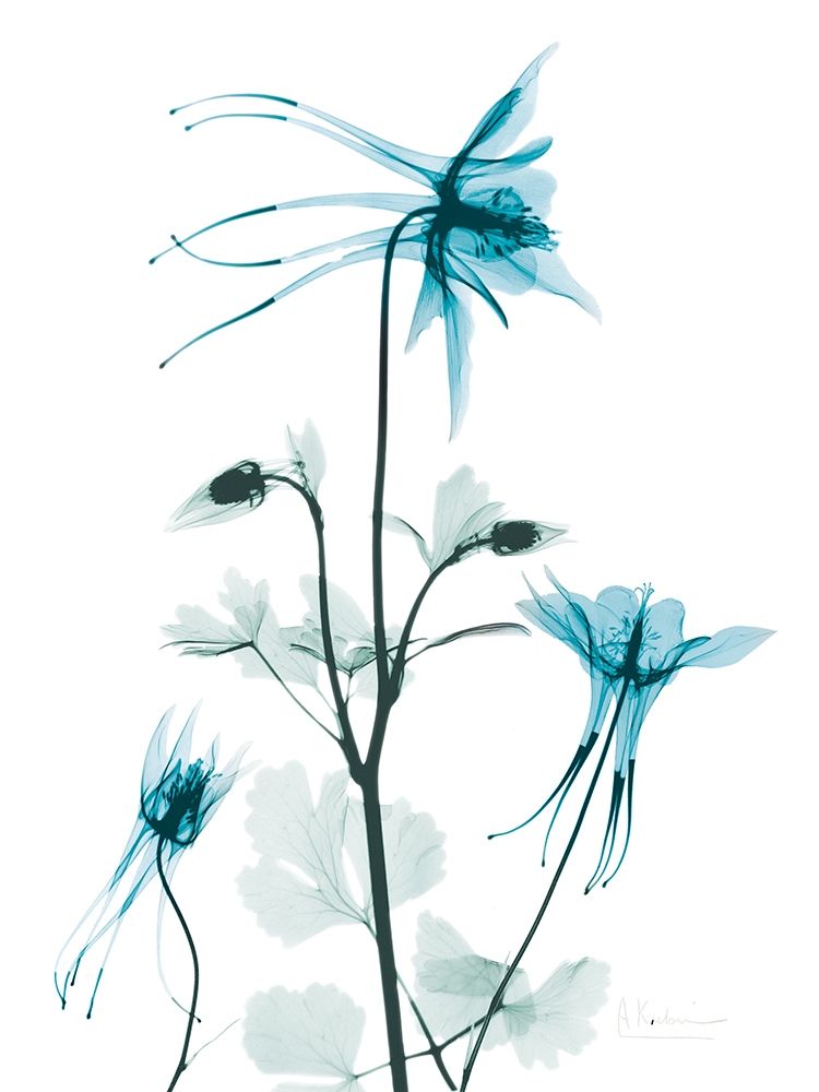 Aqua Columbine art print by Albert Koetsier for $57.95 CAD