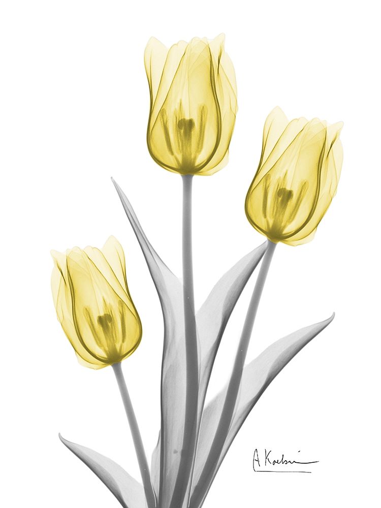 Illuminating Tulip Trio 2 art print by Albert Koetsier for $57.95 CAD